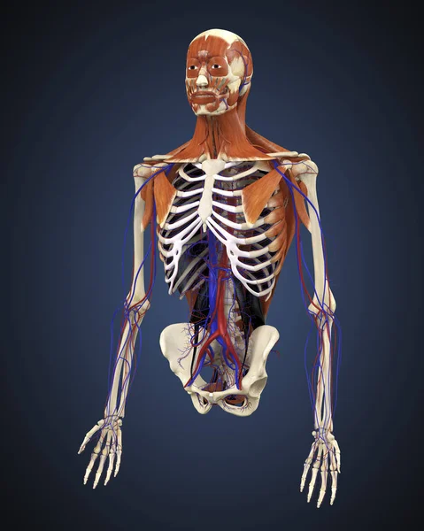 Human Upper Body Bones Muscles Circulatory System — Stock Photo, Image