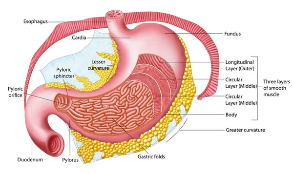 Ilustración Médica Anatomía Del Estómago Humano —  Fotos de Stock