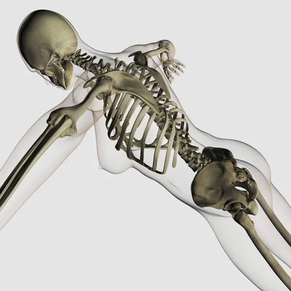 三维女性脊柱和骨骼系统的视角 — 图库照片