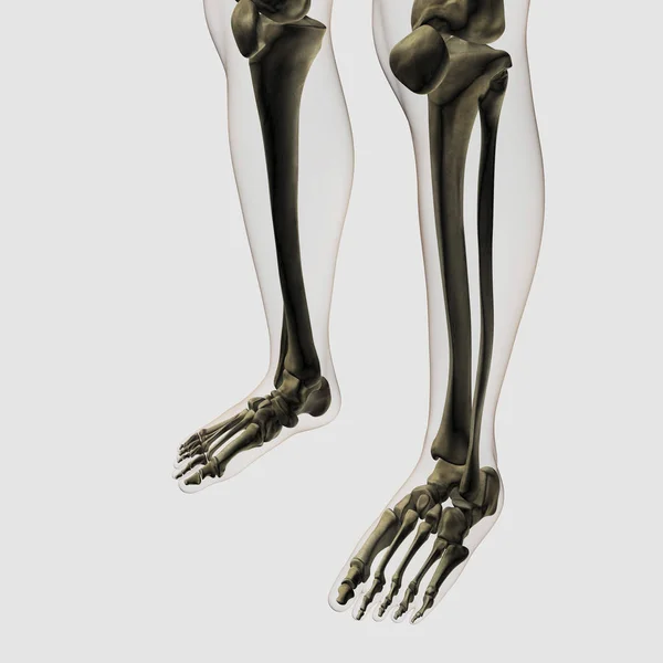 Τρεις Τρισδιάστατη Άποψη Του Ανθρώπινα Οστά Πόδια Και Πόδια — Φωτογραφία Αρχείου