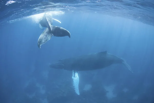향유 고래 푸른 물에서 수영 — 스톡 사진