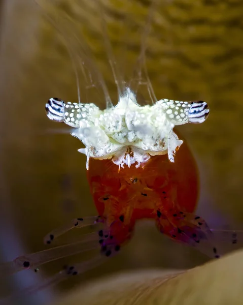 Mushroom coral shrimp — Stock Photo, Image