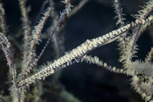 Tozeuma shrimp on coral branch — Stock Photo, Image