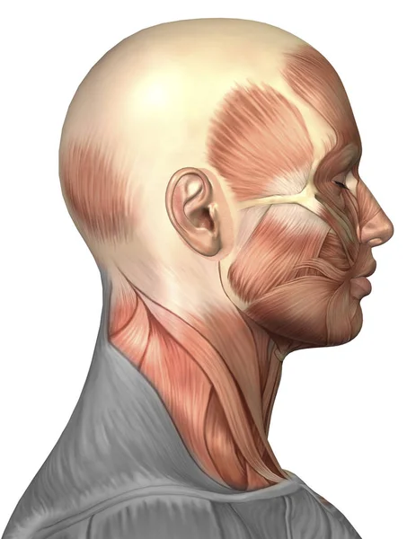 Anatomi Mänskligt Ansikte Muskler — Stockfoto
