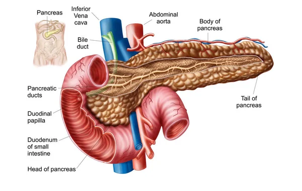 Ilustración Médica Anatomía Del Páncreas Con Etiquetas — Foto de Stock