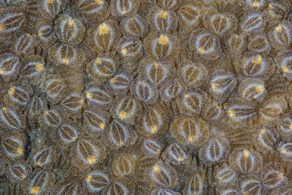 Acoel flatworms covering coral colony — Stock Photo, Image