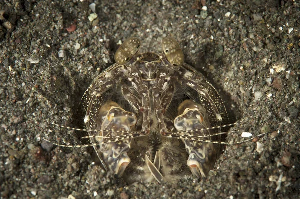Spearing mantis garnalen in hol — Stockfoto