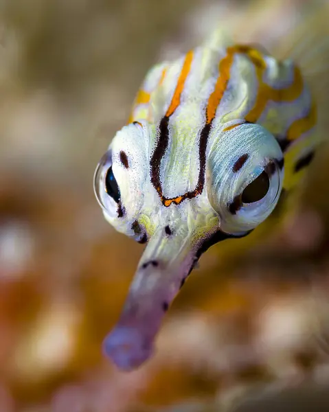 Network pipefish head — Stock Photo, Image