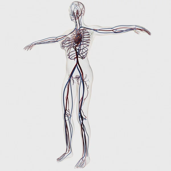 Illustration Médicale Système Circulatoire Féminin — Photo