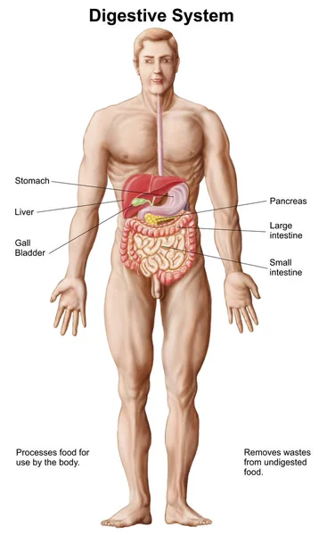 Ilustração Médica Sistema Digestivo Humano Com Rótulos — Fotografia de Stock