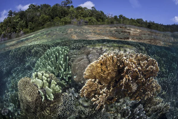 Diversa gama de corales de construcción de arrecifes —  Fotos de Stock