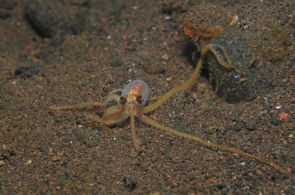 Pulpo mímico juvenil en fondo arenoso —  Fotos de Stock