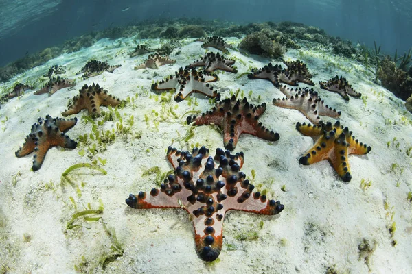 Colorful chocolate chip starfish on seafloor — Stock Photo, Image