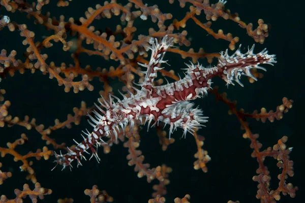 Röda Och Vita Utsmyckade Harlekin Spöke Kantnål Nära Gorgonian Sea — Stockfoto