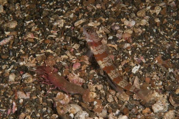 Striated goby and blind shrimp — Stock Photo, Image
