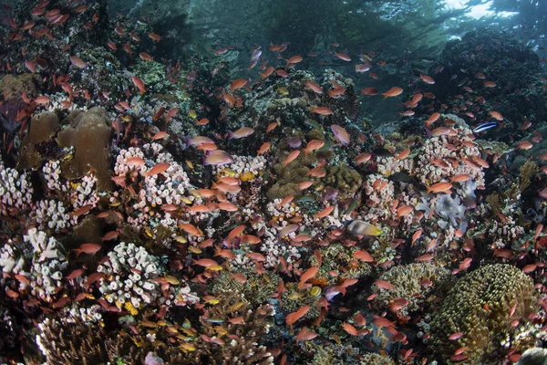 Färgglada rev fisk simma nära Alor — Stockfoto