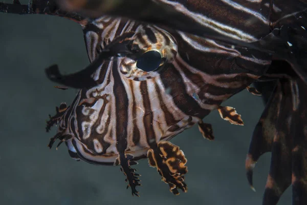 Pesce leone primo piano headshot — Foto Stock