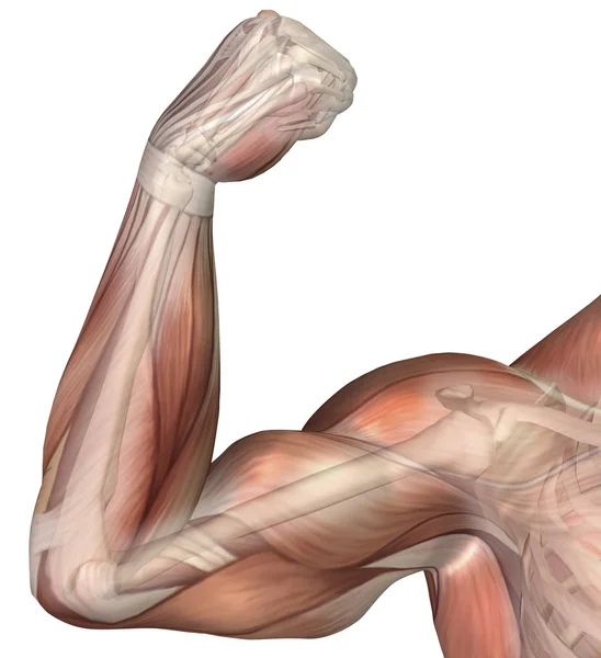 Ilustración Brazo Flexionado Que Muestra Músculo Bíceps Humano — Foto de Stock