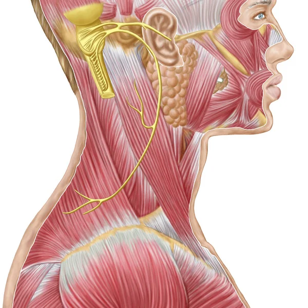 Accessory Nerve View Showing Neck Facial Muscles — Stock Photo, Image