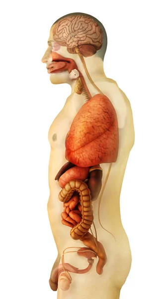 Vista Lateral Los Órganos Del Cuerpo Humano Anatomía —  Fotos de Stock