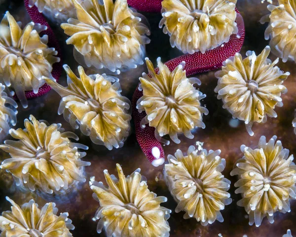 Kantnål simning i koraller — Stockfoto