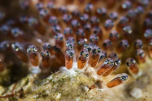 Ägg av anemone fisk — Stockfoto