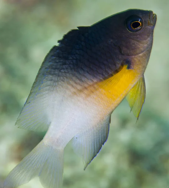 Bicolor damselfish swimming up — Stock Photo, Image