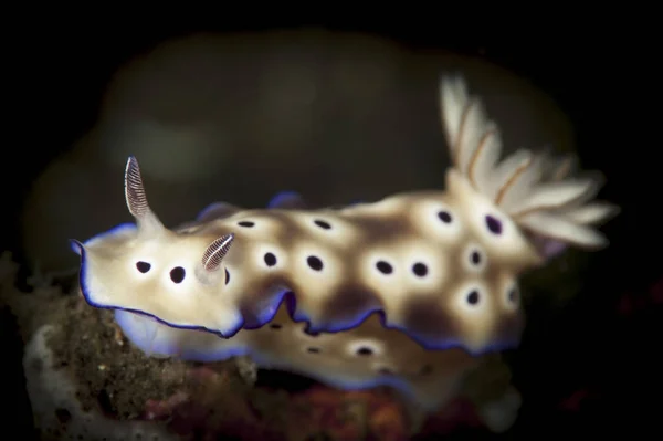 Risbecia tryoni nudibranch — Stok Foto