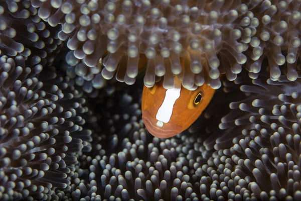 Clownfish looking out from host anemone — Stock Photo, Image