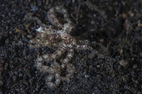 Octopus on black sandy seafloor — Stock Photo, Image