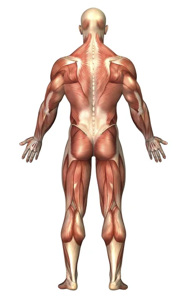 男性的肌肉系统的解剖 — 图库照片