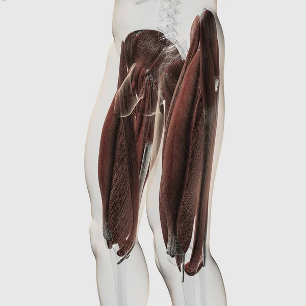 Male Muscle Anatomy Human Legs — Stock Photo, Image