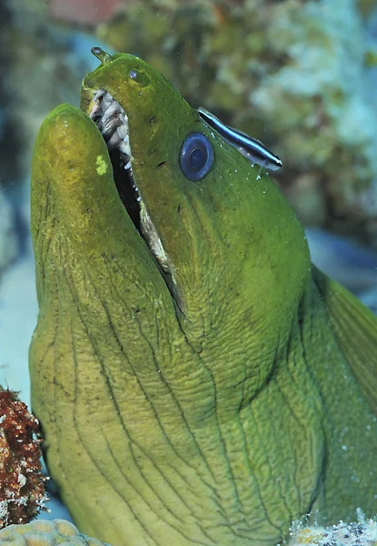 Moray anguila verde — Foto de Stock