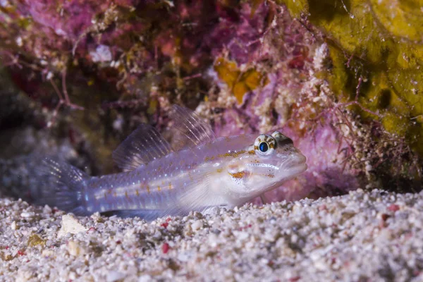 海底で休んで斑点を付けられたハゼ — ストック写真