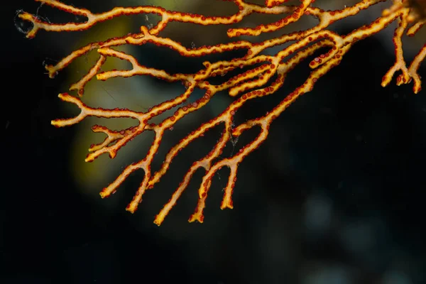 Οι κοραλλιογενείς υποκατάστημα closeup πυροβόλησε — Φωτογραφία Αρχείου