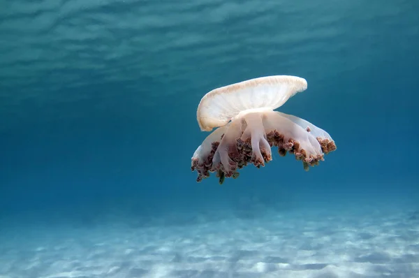 Upside down jellyfish in blue water — Stock Photo, Image