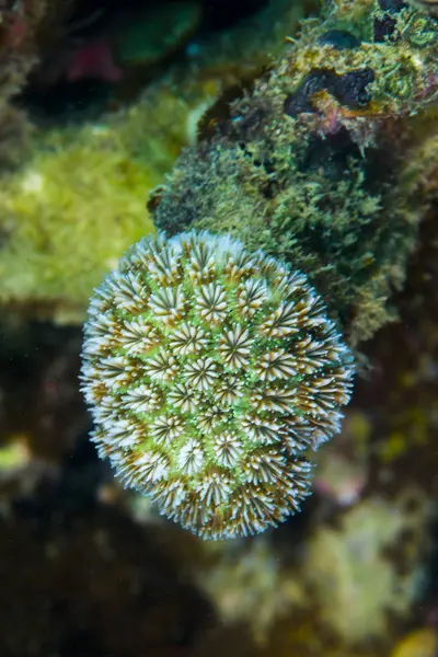 Corail coloré sur le récif — Photo