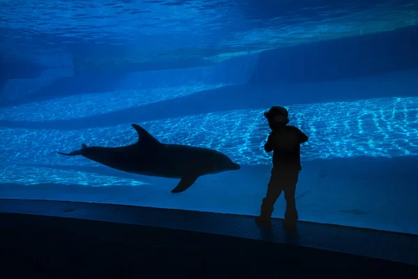 Boy and dolphin in Aquarium — Stock Photo, Image