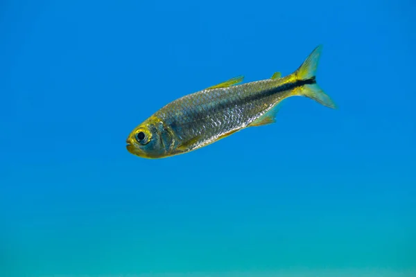 Mexican tetra in blue water — Stock Photo, Image