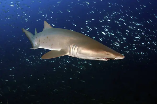 Sand Tiger shark in fish flock — Stock Photo, Image