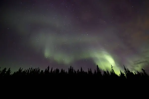 Aurora borealis over trees — Stock Photo, Image