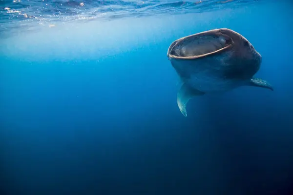 Tiburón ballena en Isla Mujeres —  Fotos de Stock