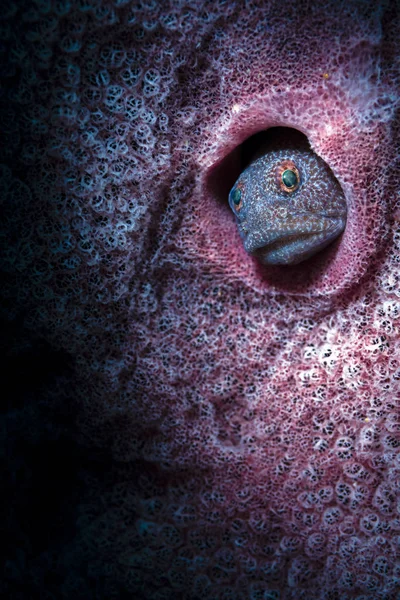 Blenny dentro spugna barile — Foto stock