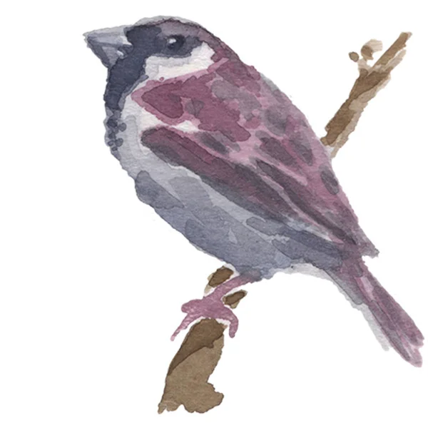Sparrow Samec Samice Oboru Akvarelu Ručně Vektorové Ilustrace — Stockový vektor