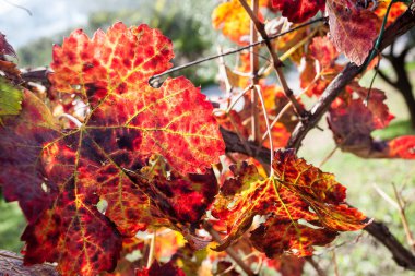 sonbahar üzüm bağları.