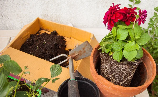 Gardening on the terrace. — Stock Photo, Image