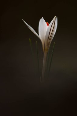 Çiğdem karanlıkta