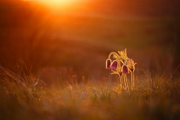 Together not so scary, pulsatilla at sunset