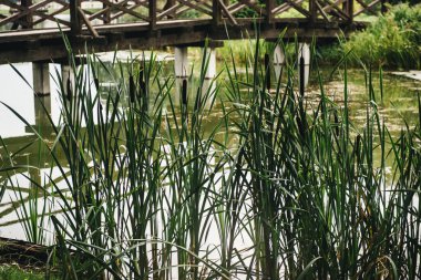 Çiçek açan kamış bitkilerinin arka planında göl suyu ve kütük
