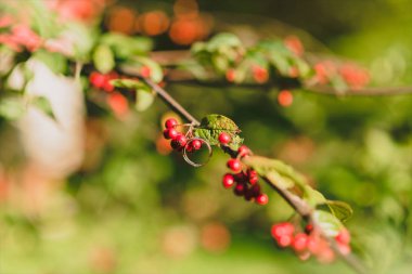 Nişan yüzükleri kırmızı böğürtlenli yeşilliklerde asılı.